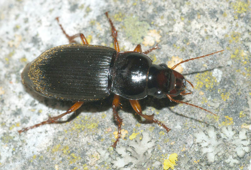 Pseudophoonus rufipes... e Calathus fuscipes graecus